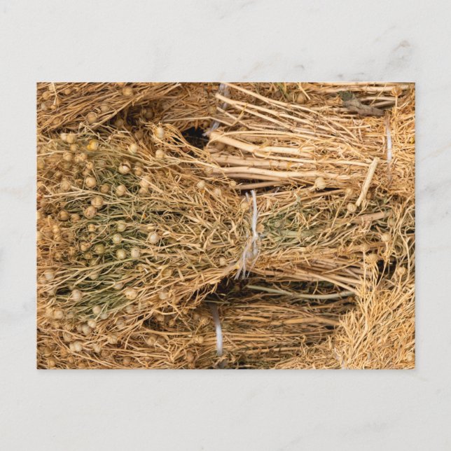 Dried Harmal  Postkarte (Vorderseite)