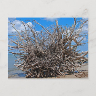 Drift Wood on the Florida Beach Postkarte
