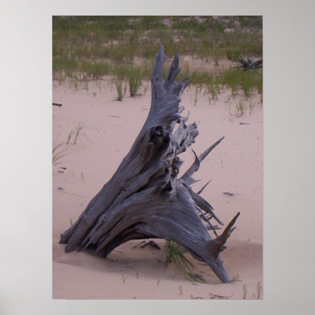Drift Wood Poster (Vorne)