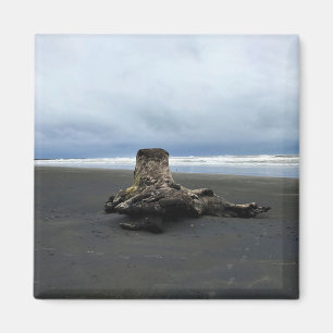 Driftwood am Strand von Benson, Cape Enttäuschung, Magnet