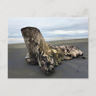 Driftwood am Strand von Benson, Cape Enttäuschung, Postkarte