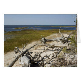 Driftwood auf der Beach Blank Card