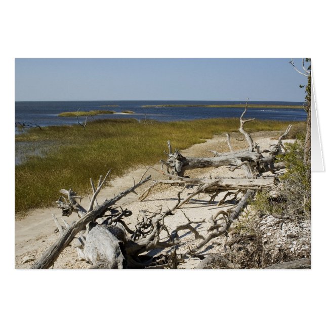 Driftwood auf der Beach Blank Card (Vorderseite (Horizontal))