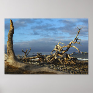 Driftwood Beach auf Jekyll Island Georgia Poster