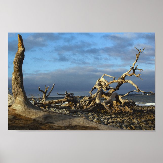 Driftwood Beach auf Jekyll Island Georgia Poster (Vorne)
