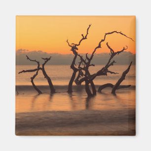 Driftwood Beach auf Sunrise Jekyll Island Georgia Magnet