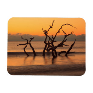 Driftwood Beach auf Sunrise Jekyll Island Georgia Magnet