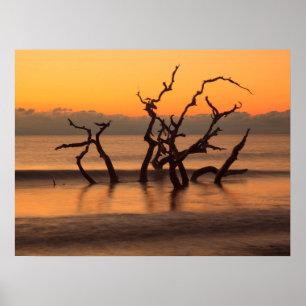 Driftwood Beach auf Sunrise Jekyll Island Georgia Poster
