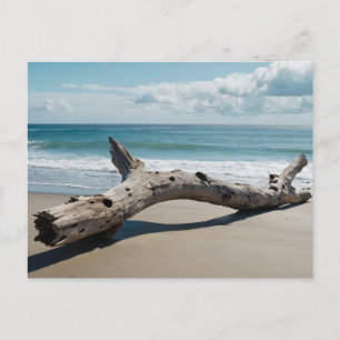 Driftwood Beach Feiertagspostkarte