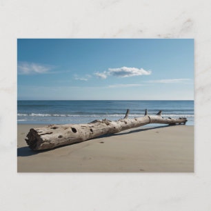 Driftwood Beach Feiertagspostkarte