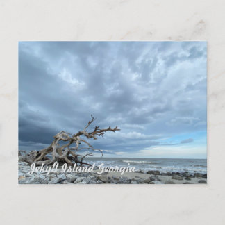 Driftwood Beach Postkarte