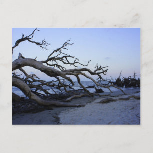 Driftwood Beach Postkarte