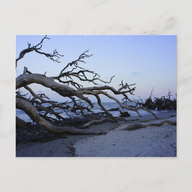 Driftwood Beach Postkarte (Vorderseite)