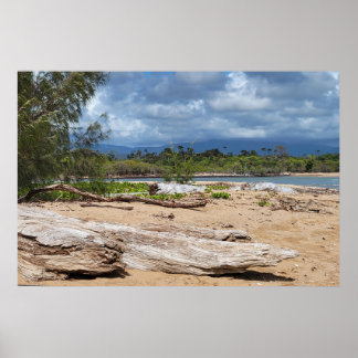Driftwood Beach Szene Poster