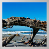 Driftwood Coast Beach Nature Foto