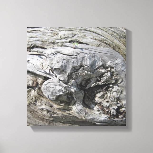 Driftwood Foto Stretched Canvas Print Leinwanddruck (Vorderseite)
