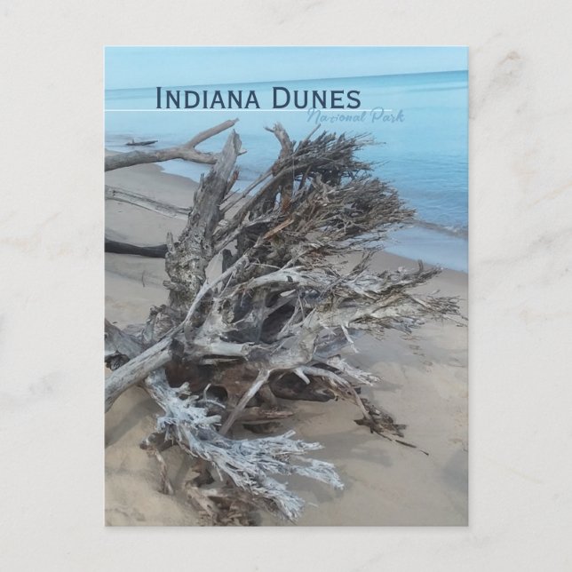 Driftwood Indiana Dunes National Park Magnet Postkarte (Vorderseite)