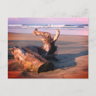 Driftwood Log Costa Rica Beach Photo Postcard Postkarte