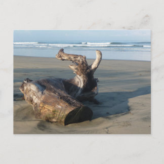 Driftwood Log Costa Rica Beach Photo Postcard Postkarte