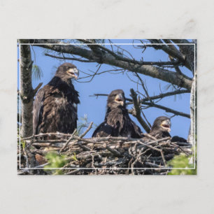 Drillinge Postkarte
