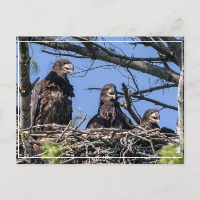 Drillinge Postkarte (Vorderseite)