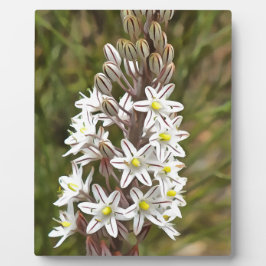 Drimia Maritima oder Island Zwiebelkunst Fotoplatte