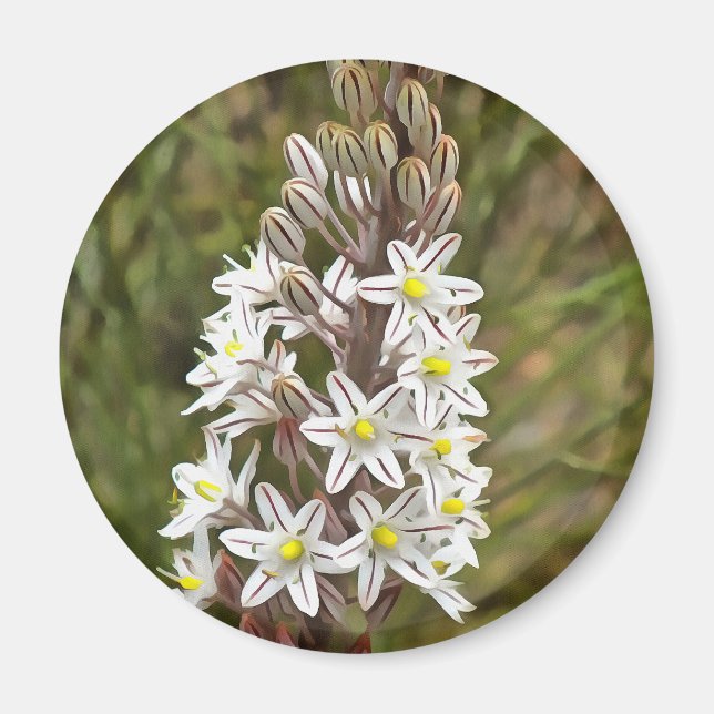 Drimia Maritima oder Island Zwiebelkunst Magnet (Vorne)