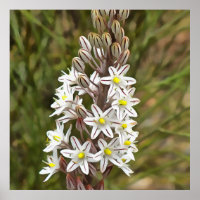 Drimia Maritima oder Island Zwiebelkunst