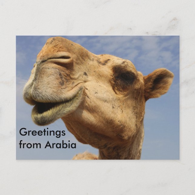 Dromedary camel postkarte (Vorderseite)