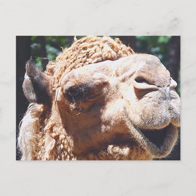 Dromedary One Hump Camel Face geschlossen Postkarte (Vorderseite)