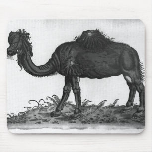 Dromedary, von 'Historial Animalium Mousepad