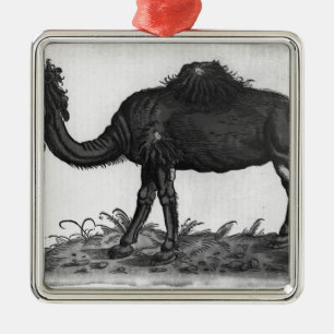 Dromedary, von 'Historial Animalium Silbernes Ornament