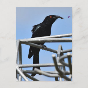 DRONGO BIRD MIT ANGENEHMEN LÄNDLICHEN QUEENSLAND A POSTKARTE