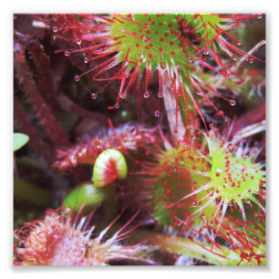 Drosera rotundifolia fotodruck