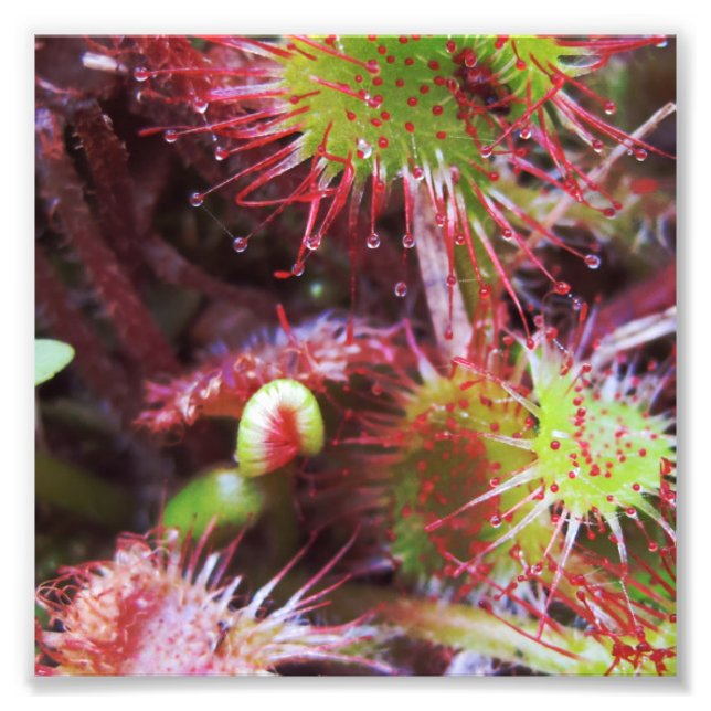 Drosera rotundifolia fotodruck (Vorne)