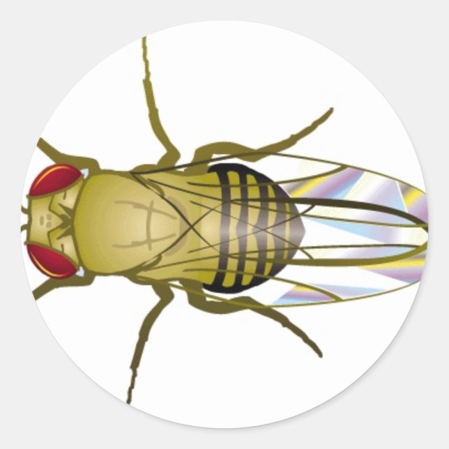 Drosophila melanogaster runder aufkleber (Vorderseite)