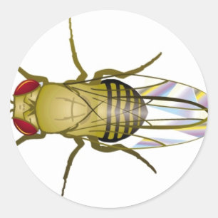 Drosophila melanogaster runder aufkleber