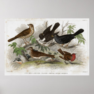 Drossel-antiker Lithographiedruck Poster
