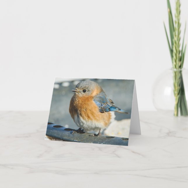 Drossel des Glückes Dankeskarte (Vorderseite)