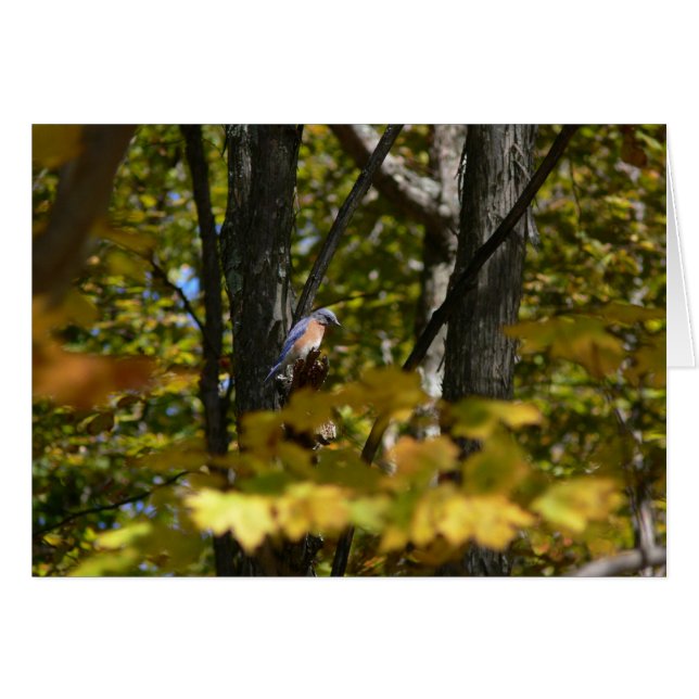 Drossel im Sun (Vorderseite (Horizontal))