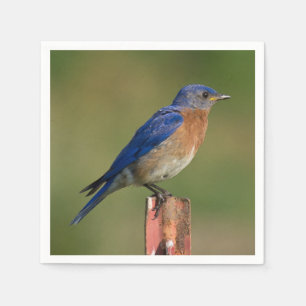 Drossel Serviette