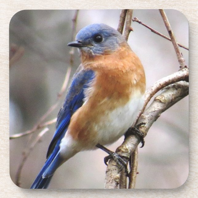 Drossel-Untersetzer Getränkeuntersetzer (Vorderseite)