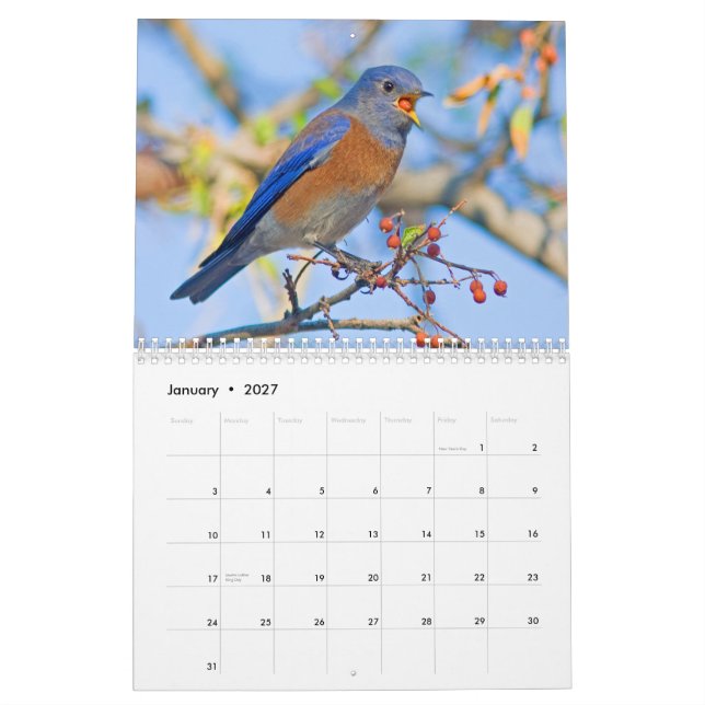 Drossel-Wandkalender Kalender (Jan 2027)