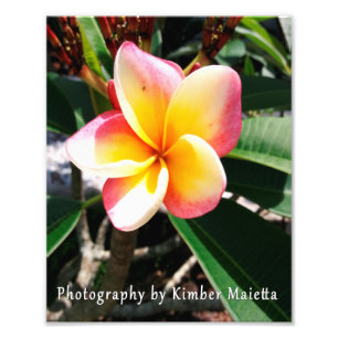 Druck 8x10 rosa und gelber Plumeria