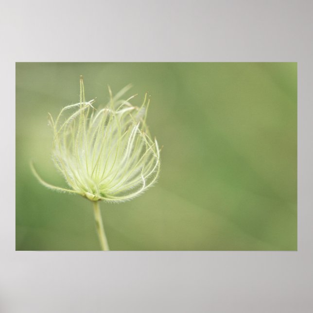 Druck: Apache Plume Poster (Vorne)