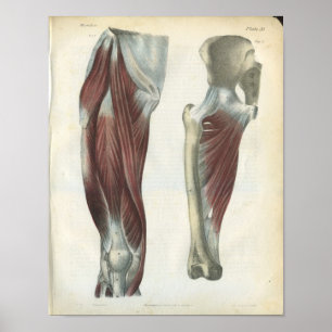 Druck der Anatomie der Bein- und Hüftmuskulatur Poster