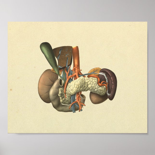 Druck der Anatomie menschlicher innerer Organe Poster (Vorne)