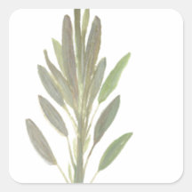 Druck der botanischen Pflanze der Käferhütte