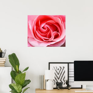 Druck der rosa Rosenblüten - Schönheit einer Rose Poster