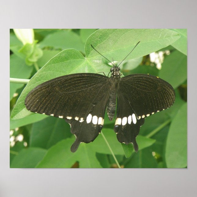 Druck des Schmetterlings Common Mormon Poster (Vorne)